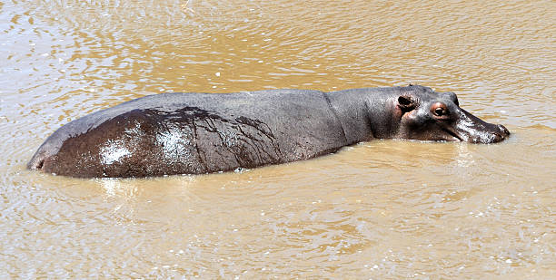 hipopótamo - hippopotamus amphibian sleeping hippo sleeping fotografías e imágenes de stock