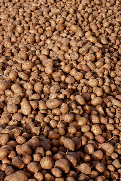 istock The heap of potatoes 514479803