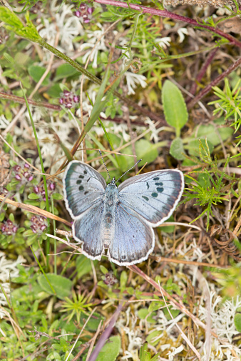 Large blue, Maculinea arion 