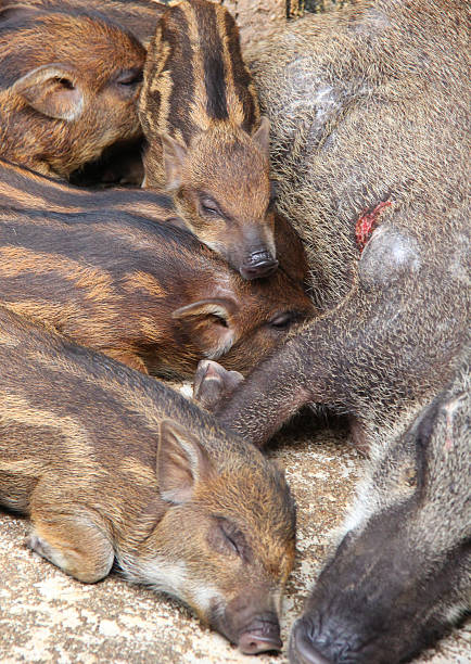 istock Snugness of small family pig 514481457