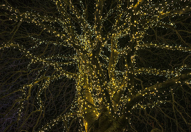 istock Winter Trees with Fairy Lights 514481539