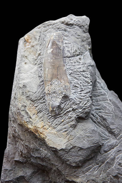 istock Tooth fossil of  dinosaur 514481571