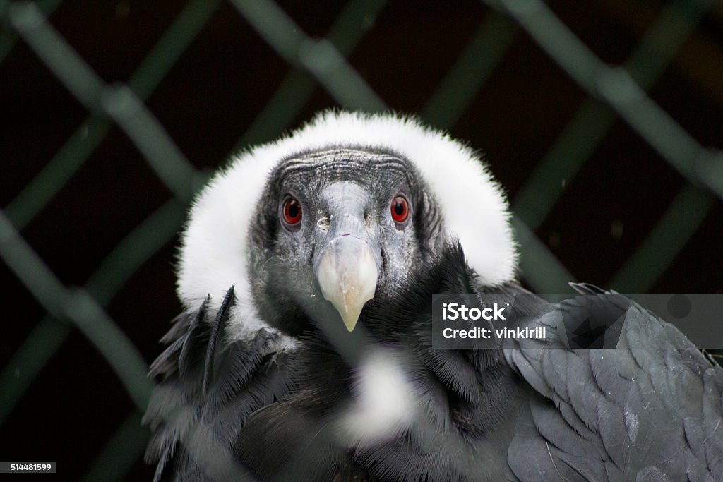 The bird of prey The bird of prey danger longs; emotions; opinion;passion ; Animal Stock Photo