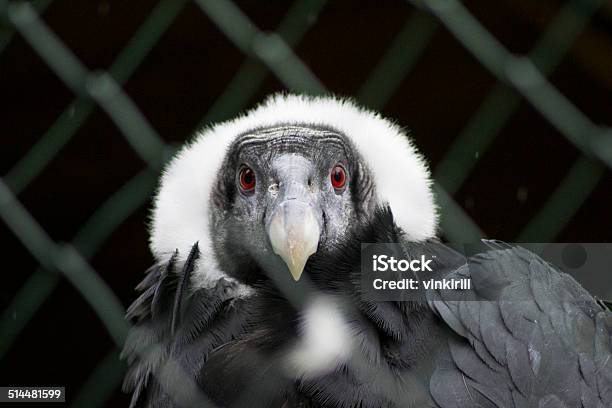 The Bird Of Prey Stock Photo - Download Image Now - Animal, Animal Wildlife, Animals Hunting