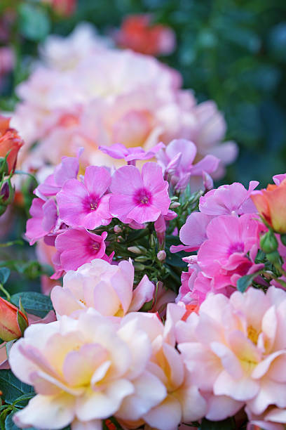 istock Rose aprikola with phlox 514481891