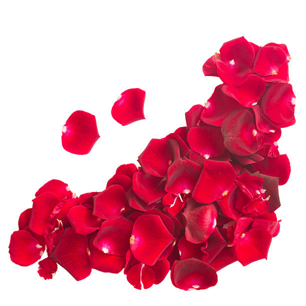 istock pile  of  crimson rose petals 514482749