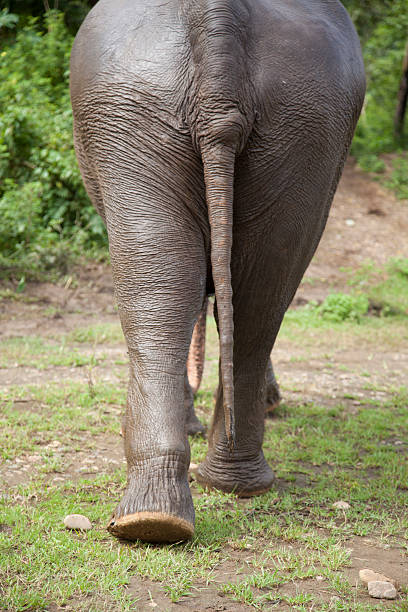 istock elephant in the jungles of Thailand 514483041