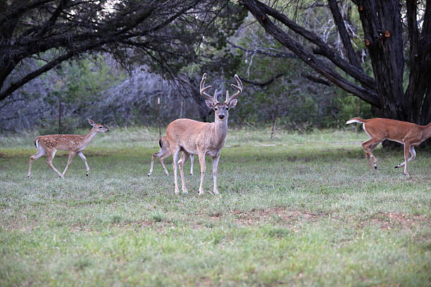 istock Trophy buck in the field 514483429