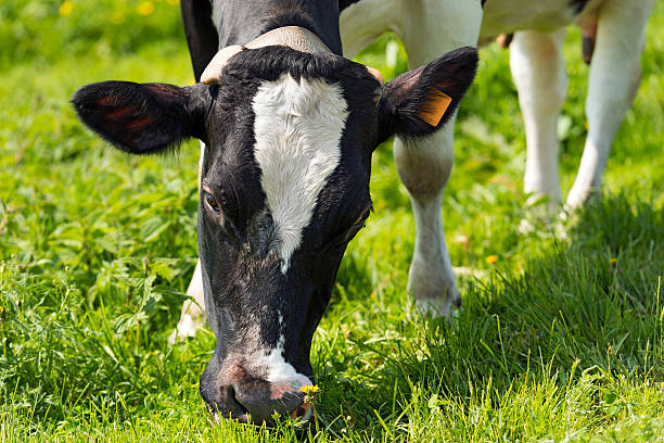 Cow Eating Green Grass on a Meadow