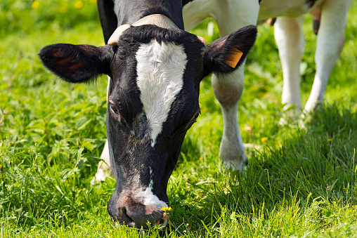 Close up of head of black and white cow while eating the green grass of a meadow
