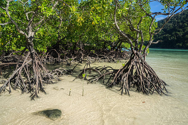 Mangroves Mangrove trees in Surin Island, Thailand  mangrove forest photos stock pictures, royalty-free photos & images