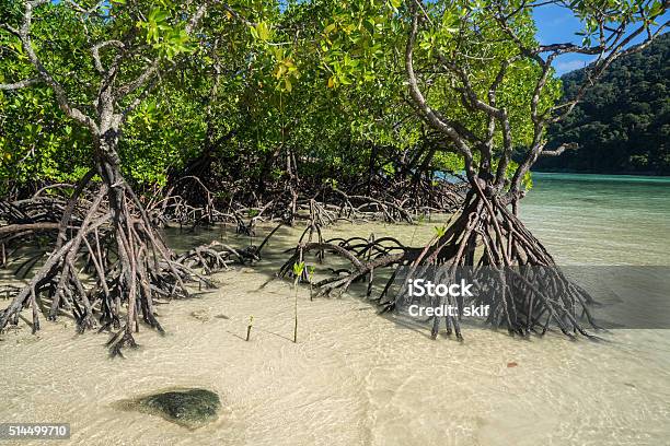 Mangroves Stock Photo - Download Image Now - Mangrove Tree, Mangrove Forest, Discovery