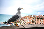 White Seagull at Monaco Monte Carlo habour
