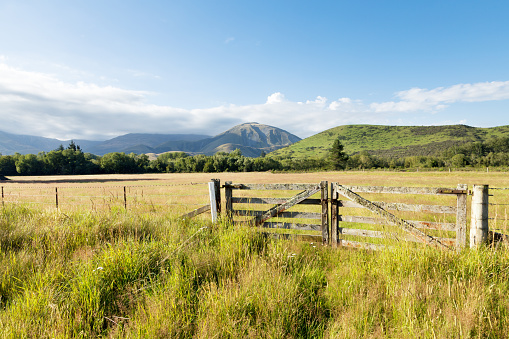 pasture in summer sunny day in New Zealand