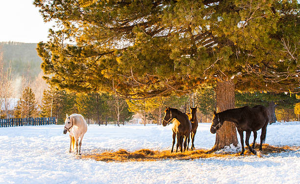 istock horses grazing in a field 514505482