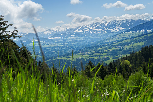 meadow with buttercups on the top of the mountain Pfander  in Austria. View to the Bregenzerwald. loopable.