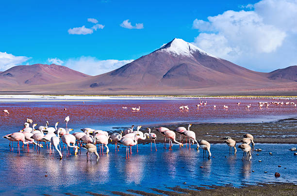 istock Flamingoes in Laguna Colorada ,  Bolivia 514507946