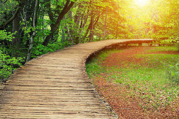 istock Wood path in the Plitvice national park 514509222