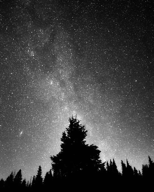 nachthimmel - mystery forest ecosystem natural phenomenon stock-fotos und bilder