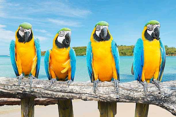 Blue and Gold Macaw on tropical beautiful beach and sea