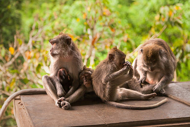 istock Monkey family in jungle forest. Monkey forest in Indonesia. 514510804