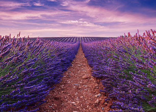 istock Beautiful colors purple lavender fields near Valensole 514510922