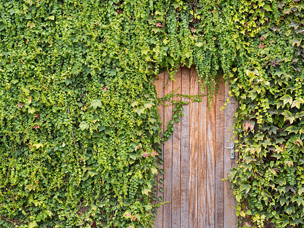 istock Wooden doors in a wall covered with vine. 514511226