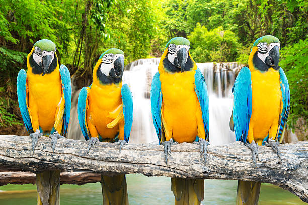 istock Blue-and-Gold Macaw against tropical waterfall background 514511520