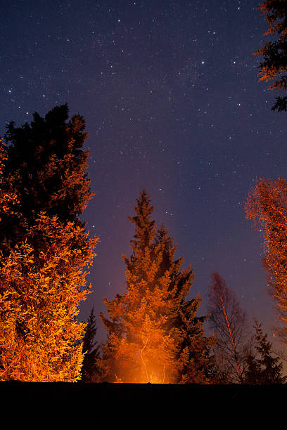 istock Campfire illuminates trees and stars in the sky 514512318
