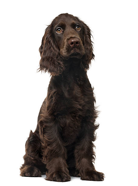 istock English Cocker Spaniel puppy, isolated on white 514513314