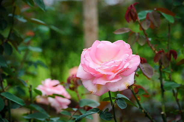 istock big pink rose plant 514513385