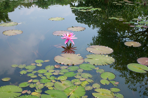 Pink lotus flower in a pond in Bangkok, with trees reflecting in the water. Thailand