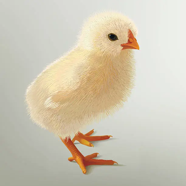 Vector illustration of Little chicken.