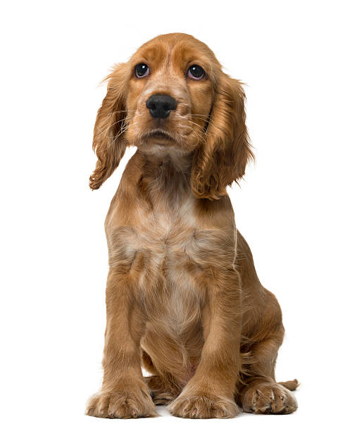 istock English Cocker Spaniel puppy sitting, isolated on white 514513806