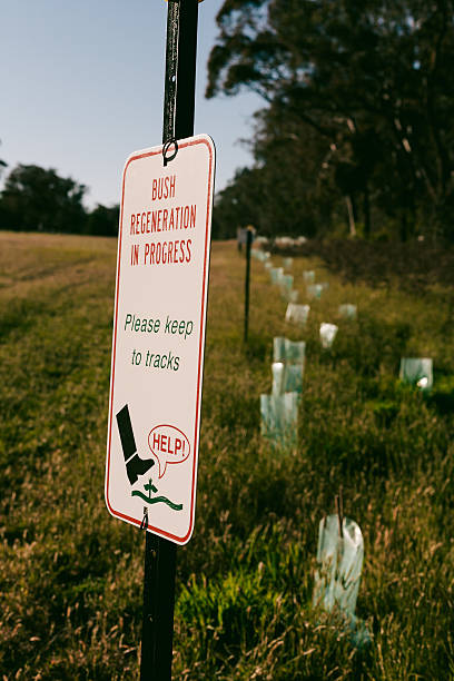 istock Bush Regeneration Sign and Seedlings 514513996