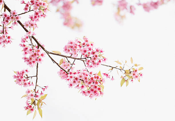 istock Cherry blossom, sakura flowers 514514160