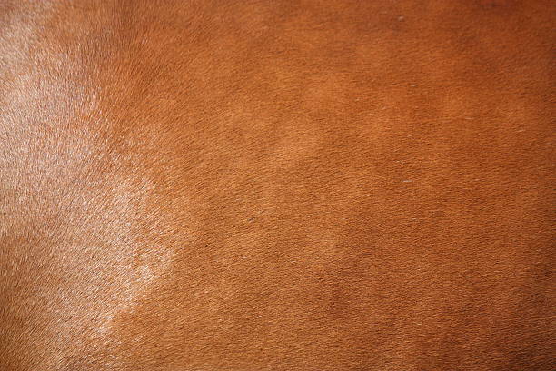 istock Brown horse fur close up 514514207