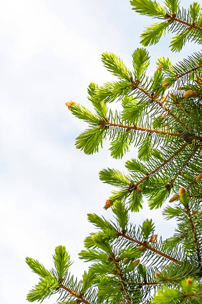 istock tree branch with young shoots against the sky 514514325