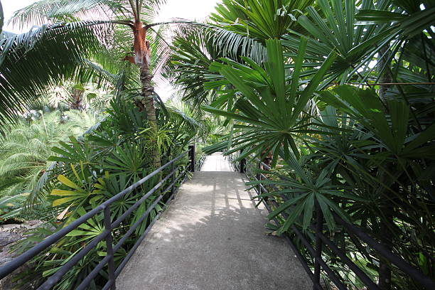istock Footpath with a railing in a tropical forest with plant 514514443