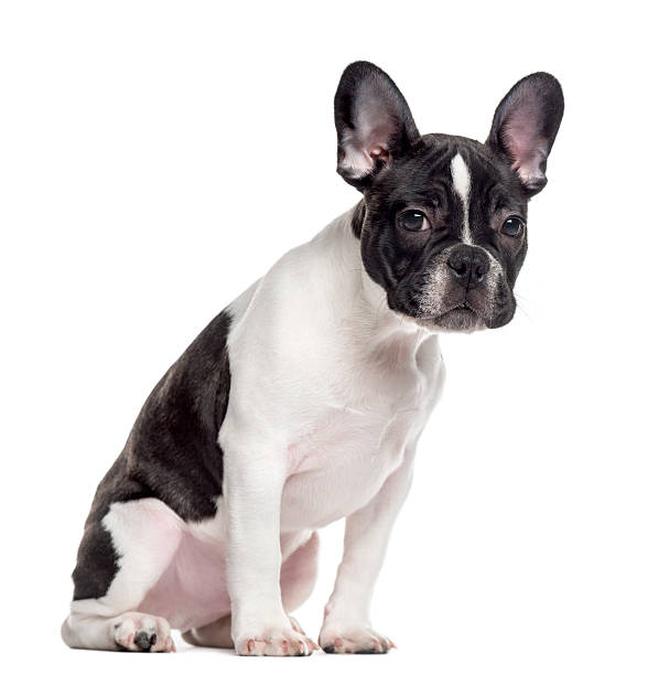 istock French Bulldog looking at the camera, isolated on white 514515058