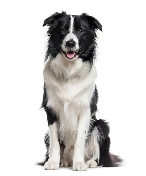 Photo of Border Collie looking the camera isolated on white