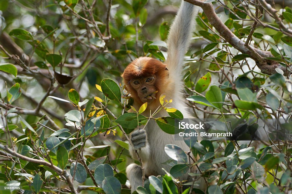 Baby Proboscis Monkey Wild female proboscis monkey in Tanjung Puting National Park near Camp Leakey in Indonesia's Borneo. Adult Stock Photo