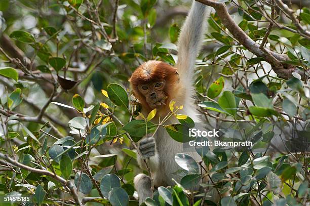 Baby Proboscis Monkey Stock Photo - Download Image Now - Adult, Animal, Animal Hair