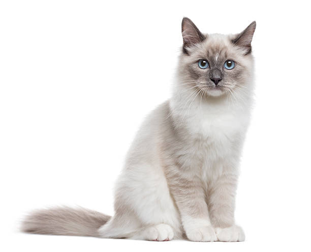 Neva Masquerade looking at the camera, isolated on white Neva Masquerade sitting and looking at the camera, isolated on white siberian cat photos stock pictures, royalty-free photos & images