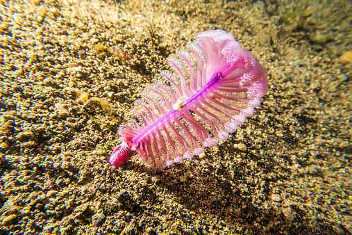 Pink Sea Pen is a soft coral and is in the Indo-Pacific Ocean.  rm