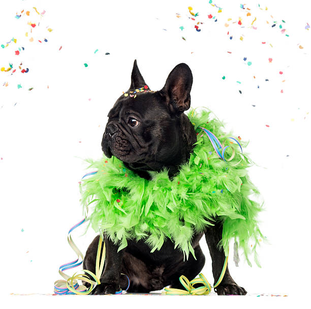 istock French Bulldog partying, isolated on white 514515784