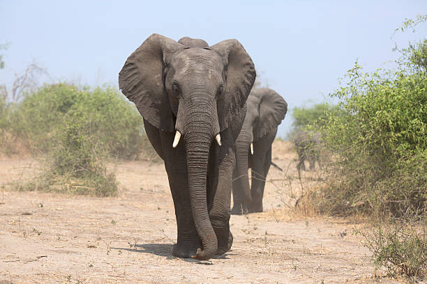 istock Portrait of a wild african elephant 514516497