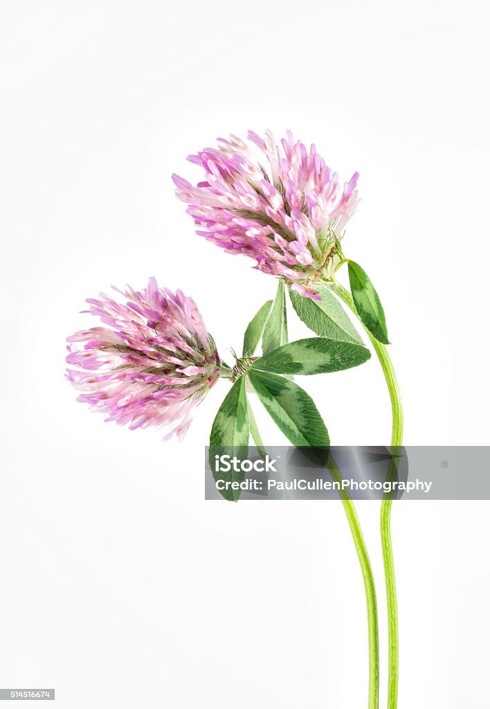 Red Clover on a white background. Beauty Stock Photo