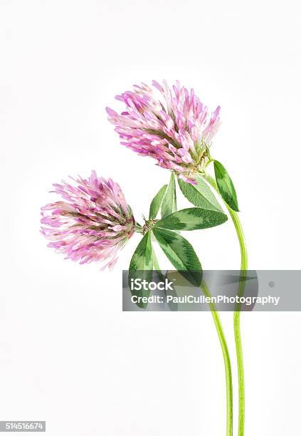 Red Clover On A White Background Stock Photo - Download Image Now - Beauty, Clover, Color Image