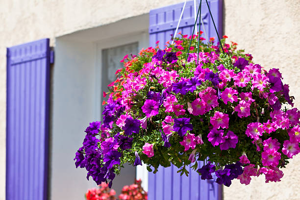 istock Bright petunia flowers on a house wall background 514517249